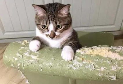 猫咪拔牙的方法及术后护理，养猫的看过来！