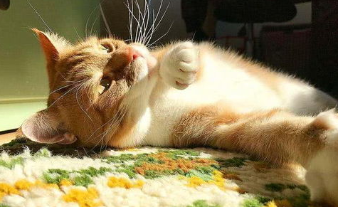 猫咪常见的日光照射性损伤,后果您知道吗? 猫咪常见的日光照射性损伤,后果您知道吗?