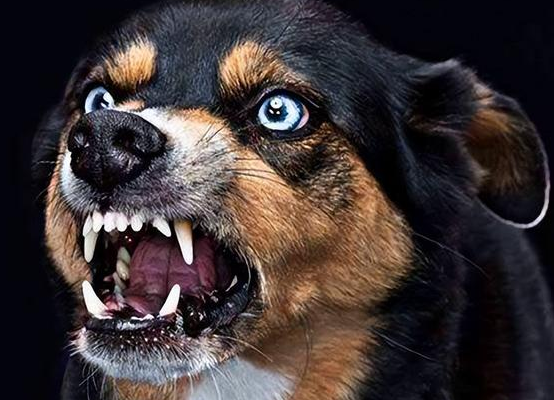 狗狗为什么老咬人