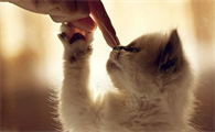 猫咪应该从小训练吗？猫咪训练技巧！