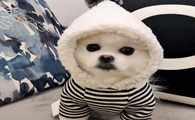 怎么让狗狗当淘宝模特