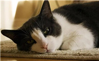 猫鼻支和猫感冒的区别