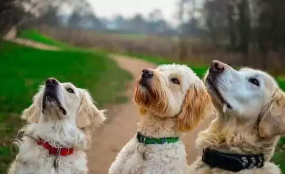 训犬不可以看小狗的双眼？错，连狗的双眼都不要看怎么训练