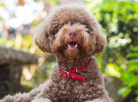 贵宾犬的价格为什么差距这么大？