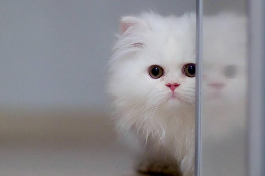 如何训练猫咪记住自己的名字?其实很简单! 如何训练猫咪记住自己的名字?其实很简单!