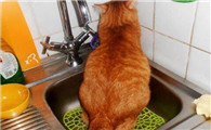 猫下泌尿道综合症