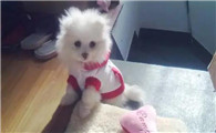 博美多久小便一次?
