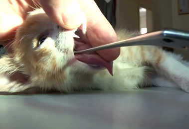 猫咪卡喉咙怎么判断吞下去 猫咪卡喉咙怎么判断吞下去
