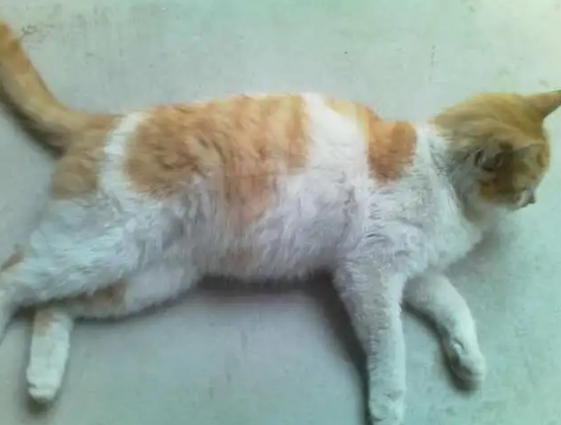 猫怀孕多久会孕吐？