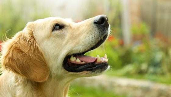 养大型犬必须要创建自身的威信和权威，要不然后果自负