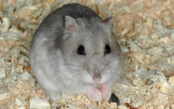 背上三条黑线的仓鼠