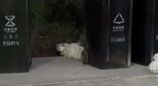 布偶猫似乎接受被抛弃的现实，远远地躲着人类