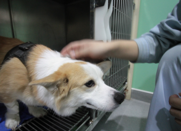 宠物犬寄养一天多少钱