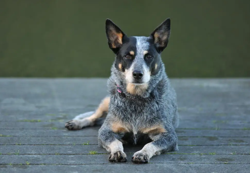 澳洲牧牛犬的护卫能力怎么样啊