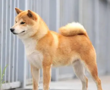 柴犬缺钙吃什么肉? 柴犬缺钙吃什么肉?