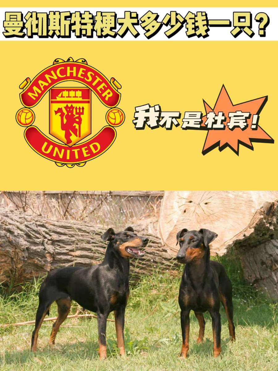 曼彻斯特梗犬多少钱一只？又一个小号杜宾？