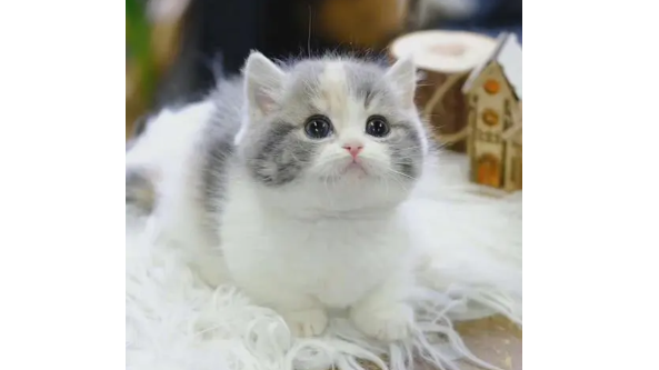奶猫拉稀是不是等死了？原来是这样