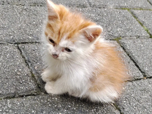 猫丢了怎样把猫引出来