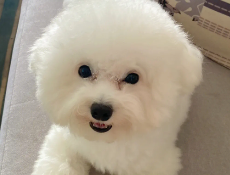 比熊配种必须注意什么？