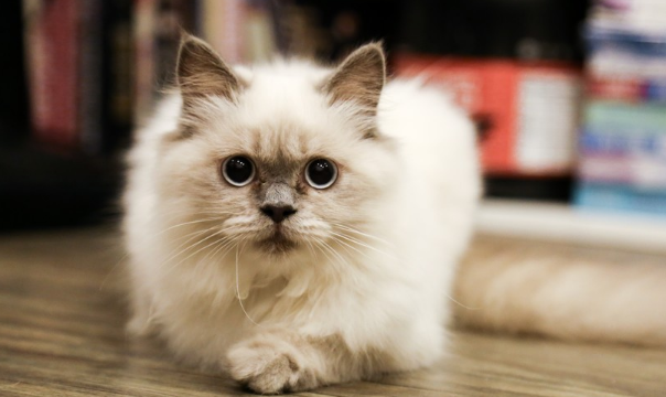 猫咪拉稀不受控制失禁？有哪些原因？