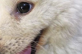 犬瘟热的潜伏期多久?来get下吧 犬瘟热的潜伏期多久?来get下吧