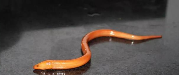 黄鳝究竟有何可怕之处呢