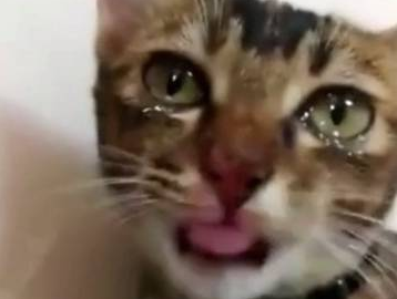猫咪偷吃辣条被辣哭，却依然保持微笑，喵也是要面子的