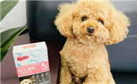 狗狗必须每日填补益生菌粉吗?一起来看看吧