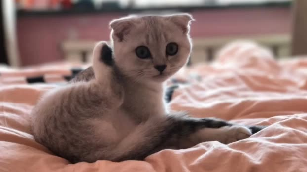 快手卖猫全是骗子吗 快手卖猫全是骗子吗