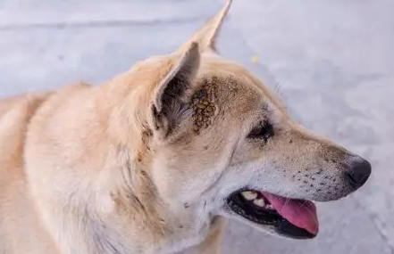 狗狗为什么会有血吸虫呢