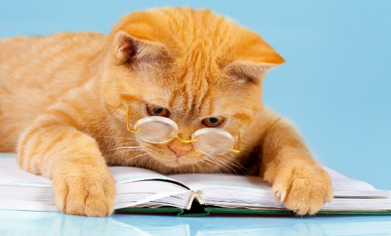 猫咪一生中最重要的6件事,新手必看! 猫咪一生中最重要的6件事,新手必看!