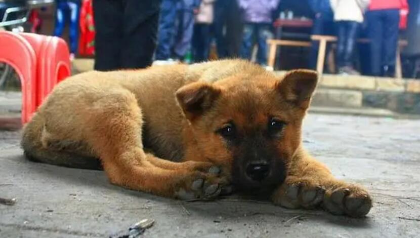 城市限养的6种犬，中华田园犬也在内，你的小狗有没有中招了没有？