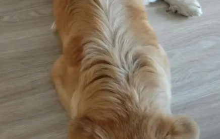 为什么狗狗背上有毛 为什么狗狗背上有毛