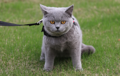 正规猫舍蓝猫价格