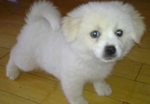 如何判断幼犬几个月了