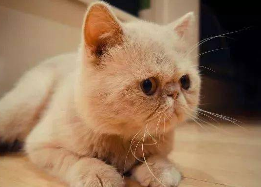 一只猫一年需要花多少钱