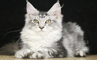 国内好的缅因猫舍