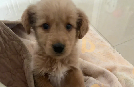 两月的金毛幼犬偏瘦，可以喂奶粉吗？