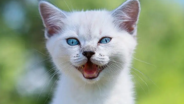 如何让“猫癣”彻底消失？有哪些好办法？