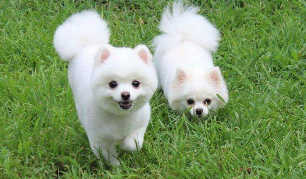 小型宠物犬有哪些品种