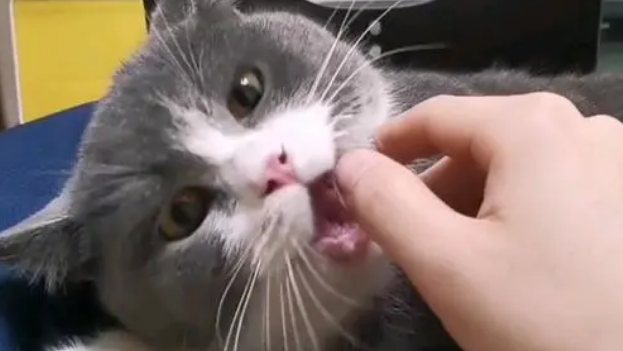 猫咪为什么蹭手咬手