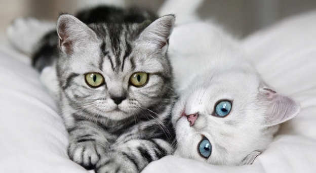 关于买猫养猫和最可怕的猫腹水猫传腹！必看