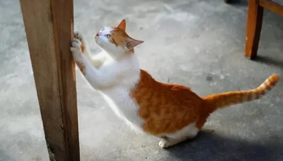 猫咪训练的四点要素,让猫呼之即来的方法! 猫咪训练的四点要素,让猫呼之即来的方法!