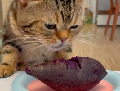 猫可不可以吃紫薯 猫可不可以吃紫薯