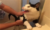 小猫天天被打会怎么样啊