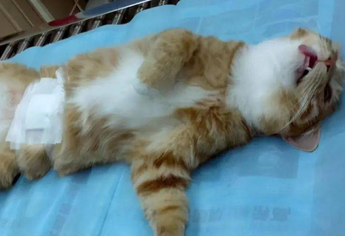 猫做了绝育后有什么变化