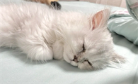 猫咪睡觉为什么咕噜