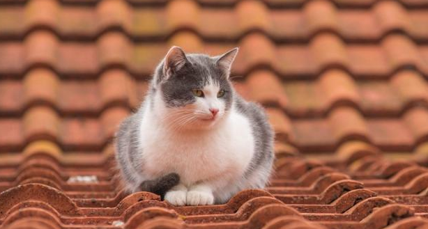 如何训练猫咪自由出入?训练猫咪技巧!