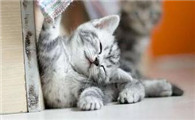猫皮肤病应该如何处理及猫皮肤病用药方法