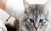 什么是猫白血病?猫白血病的症状及防治方法